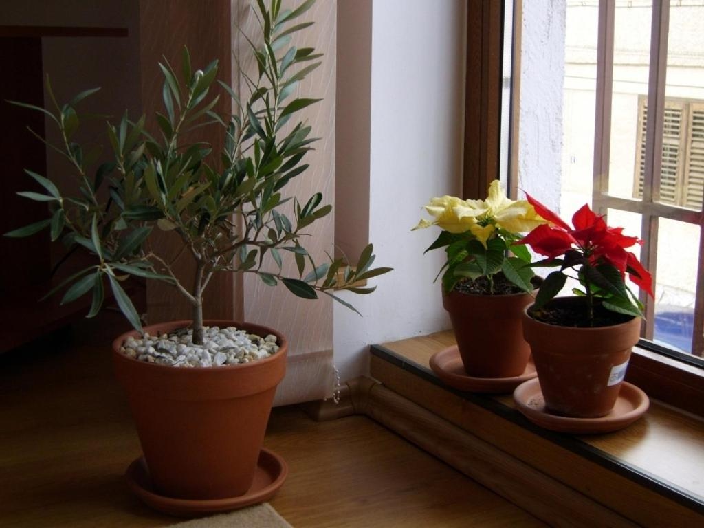 Pension Vila Andra Sibiu Rom bilde